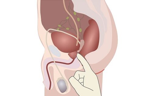 anatomía da próstata masculina